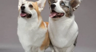 Velsh cargi pembrock и velsh-corgi cardigan: разлики
